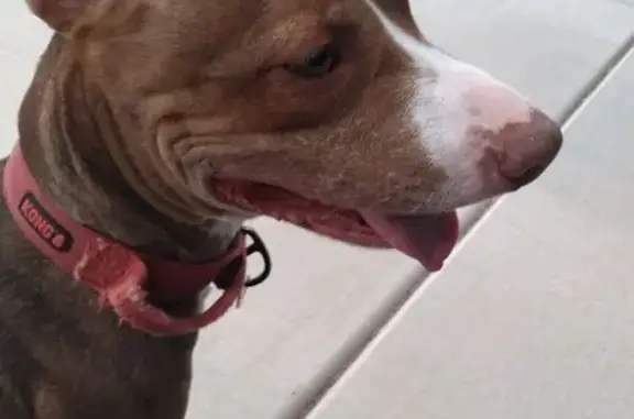 Found dog Las Vegas, photo: Found: Brown Dog with Red Kong Collar