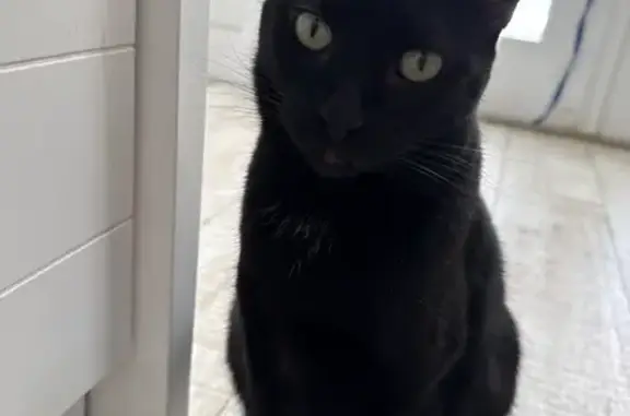 Missing cat Miami Shores, photo: Lost Black Cat: Miami Shores, NW 96th St
