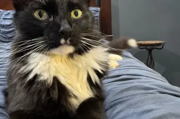 Sweet Tuxedo Cat Found Near Hw...
