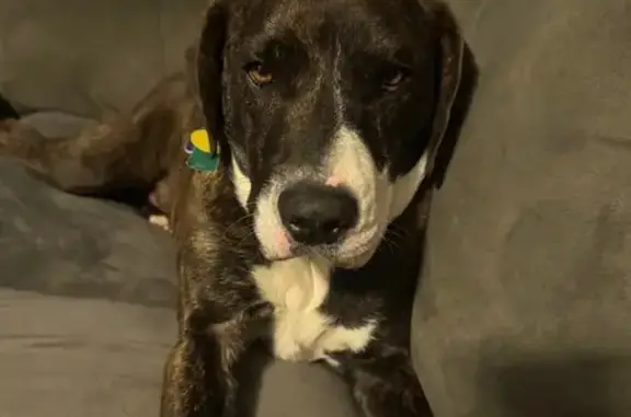 Lost Dog Near Delburn & Colburn Court
