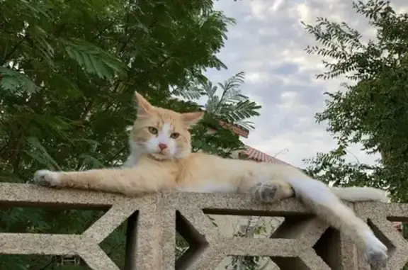 Lost Cat: Orange & White, Green Eyes