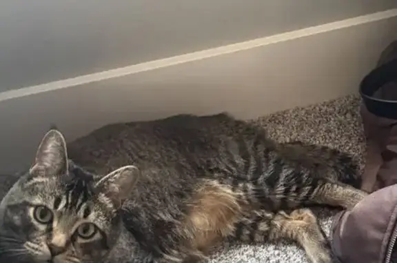 Missing cat Cannon Beach, photo: Help Find Jaffar: Lost Grey Tabby at Cannon Beach