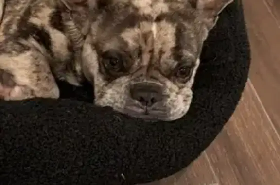 Lost Dog Rex: Eye Ulcer, Oakmoss Loop FL