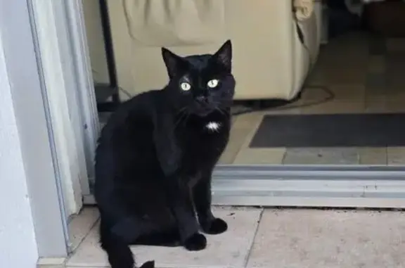 Chat noir 6 ans perdu à Châtillon-en-Vendelais - photo