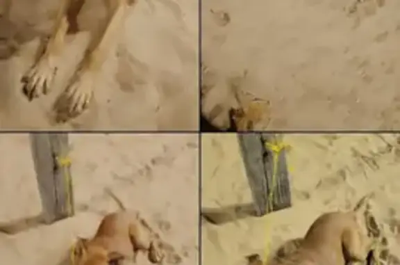 cachorro encontrada