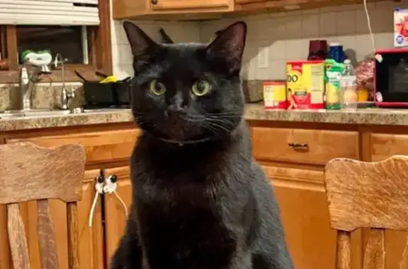 Missing cat Shirley, photo: Lost Black Cat: Unique Paws & Green Eyes