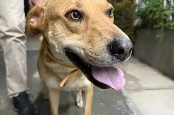 Perro encontrado Naucalpan de Juarez, foto: Perro mediano hallado en Echegaray, Naucalpan