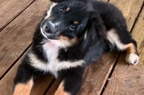 Lost 5-Month Mini Aussie in Missouri