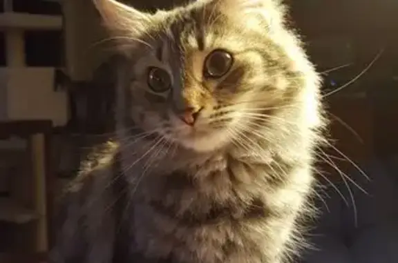 Lost and found pets Cathedral City, photo: Lost Indoor Cat: Jazz on San Eljay Ave