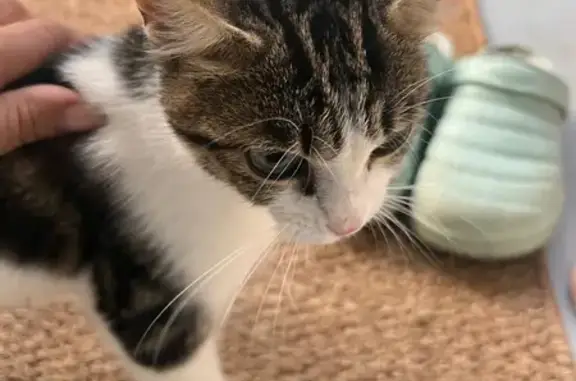 Chat trouvé Saint-Étienne, photo: Chaton docile trouvé à Saint-Étienne