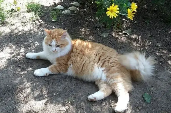 Chat roux perdu à Quessoy, yeux bleus - photo