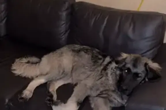 Lost Dog on Hidden Valley Blvd, Mitchell