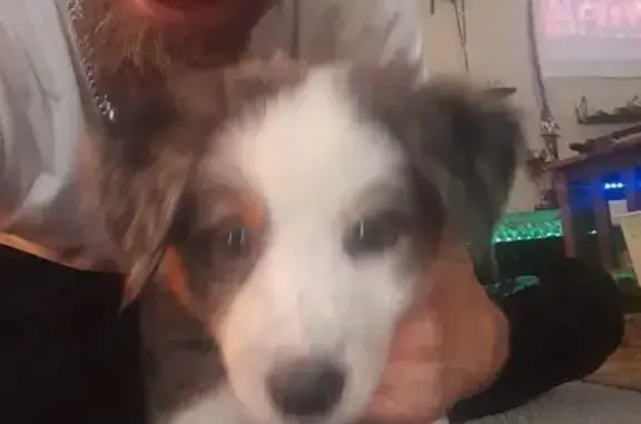 Missing dog Des Moines, photo: Help Find 10-Week-Old Cosmo in Des Moines!