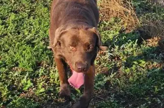 Chien trouvé Eyzin-Pinet, photo: Chien marron trouvé à Eyzin-Pinet