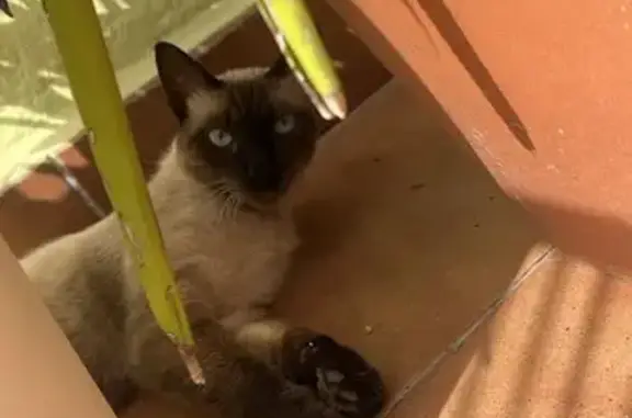 Se busca: Gato siamés perdido en Vilassar