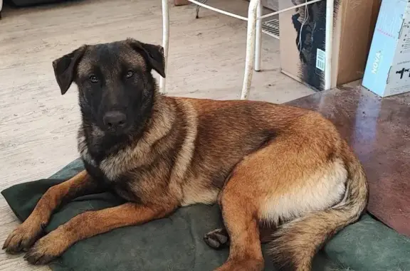 Chien perdu Malinois 16 mois Moirax - photo