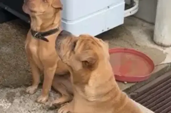Chien perdu, Trésor, 3 pattes, Brécy - photo