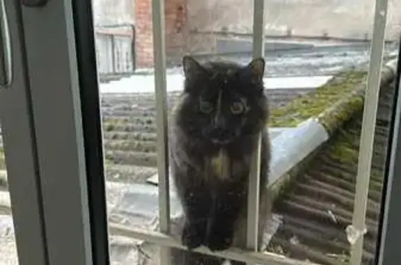 Animaux trouvés Voiron, photo: Chat marron/noir aperçu à Voiron