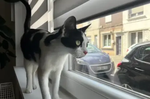Chat perdu, Loos, photo: Chat noir et blanc perdu à Loos