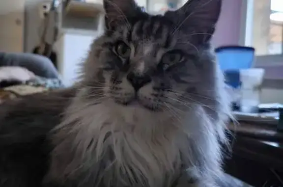 Chat perdu à Cuers : Aidez à retrouver Boomer - photo