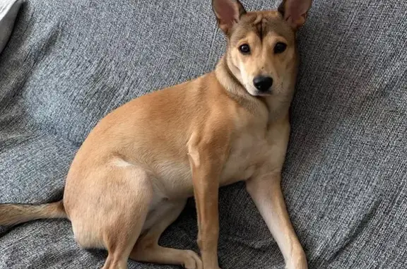 cachorro desaparecida