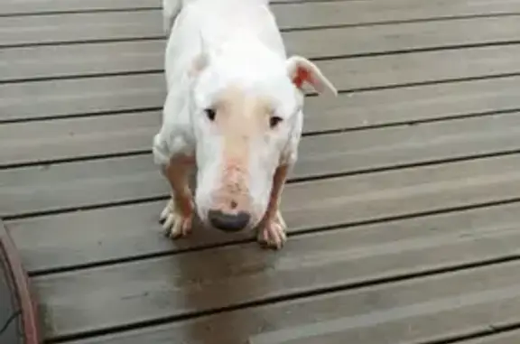 Bull terrier blanc sourd perdu à Ronnet - photo