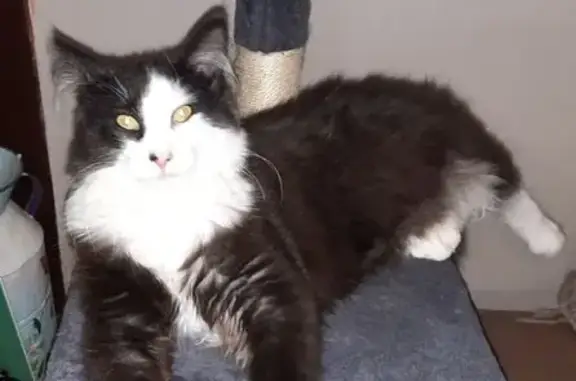 Chat perdu, , photo: Chat smoke perdu, 4 pattes blanches