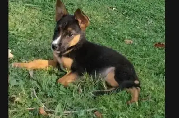 Chien perdu Muret, photo : Chien 2 mois perdu à Muret, contactez-nous