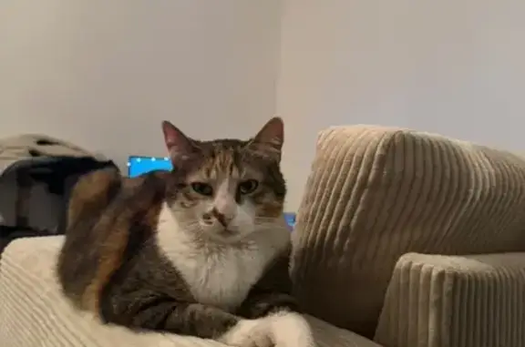 Chatte écaillée perdue à Montigny-en-Ostrevent - photo