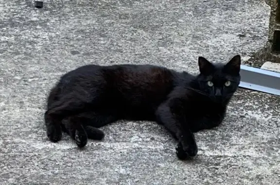Animaux perdus , photo: Chat perdu : Uby, peureux et câlin, Vallesvilles