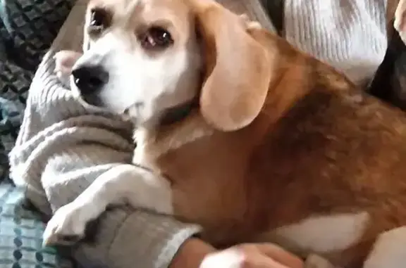 Animaux trouvés La Garnache, photo: Beagle perdue, pelage brun clair, blanc, noir