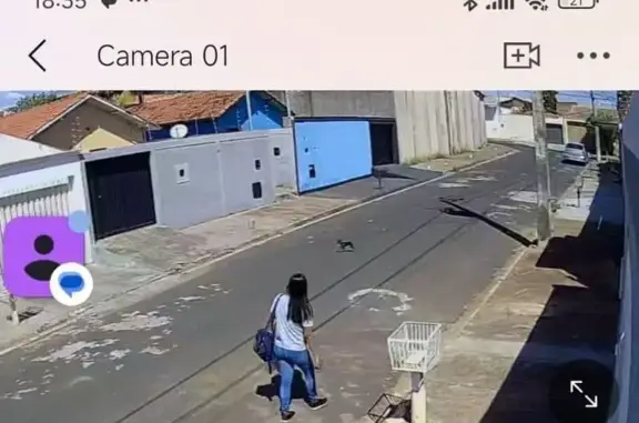 cachorro desaparecida