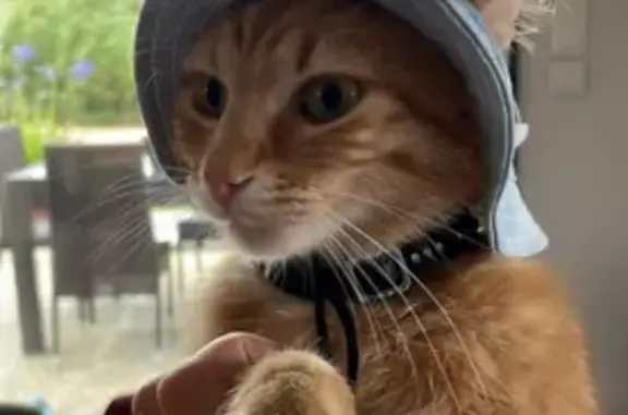 Animaux perdus Luynes, photo: Chat perdu : Tigré roux, collier, Luynes