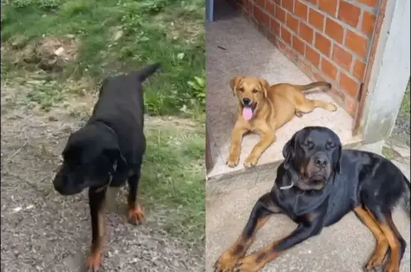cachorro desaparecida