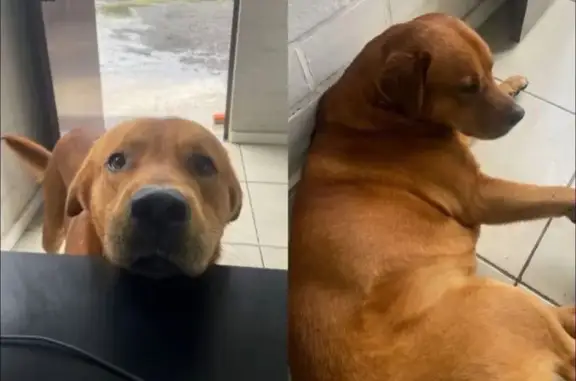 cachorro desaparecida