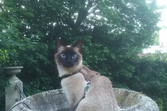 Chat perdue, type siamois, Tulle - photo