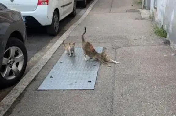 Chatte et chaton trouvés à Villeurbanne - photo