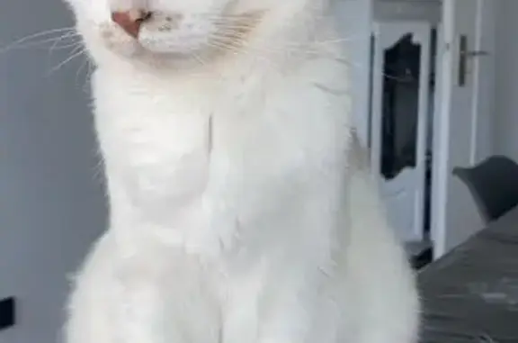 Chatte blanche tâchetée, câline, Haguenau - photo