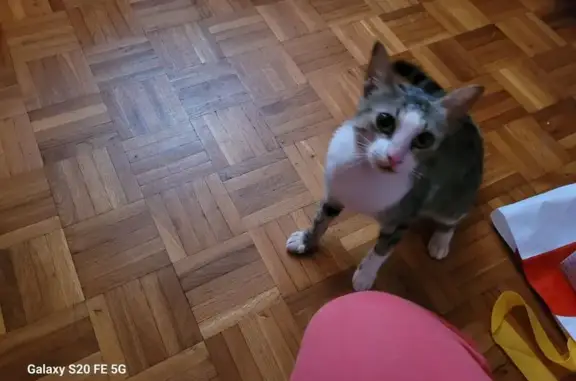 Animaux trouvés , photo: Chat tigré sociable trouvé à Forbach