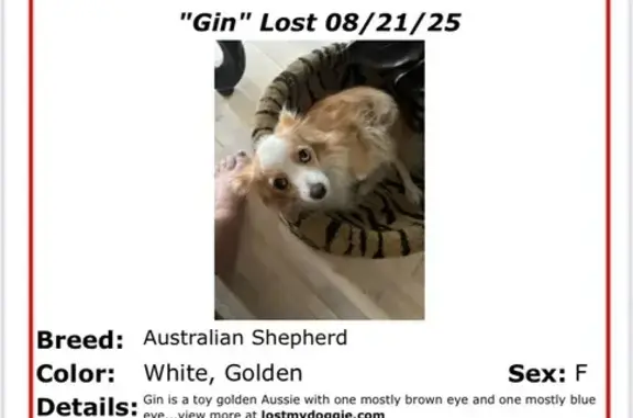 Lost Toy-Sized Golden Dog: Unique Eyes