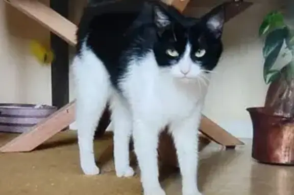 Chatte perdue, noire et blanche, Fonbeauzard - photo