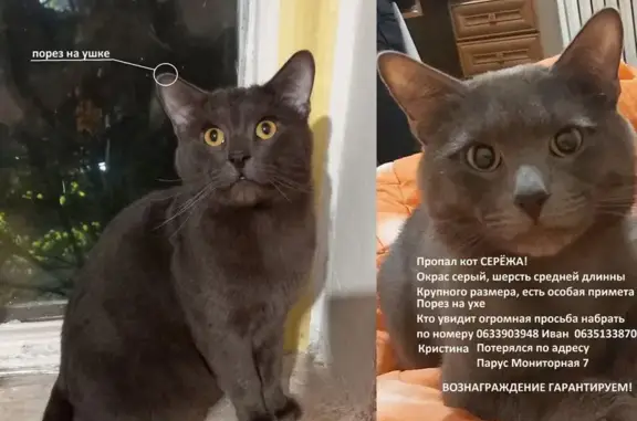 Серёжа пропал: помогите вернуть кота домой!