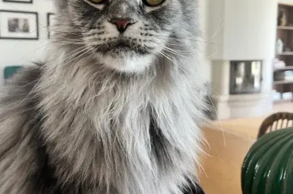 Chat perdu, Les Sables-d'Olonne, photo: Maine Coon gris perdu, Les Sables-d'Olonne