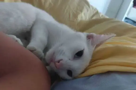 Gata Blanca Perdida: Ojos Azules, Collar Único