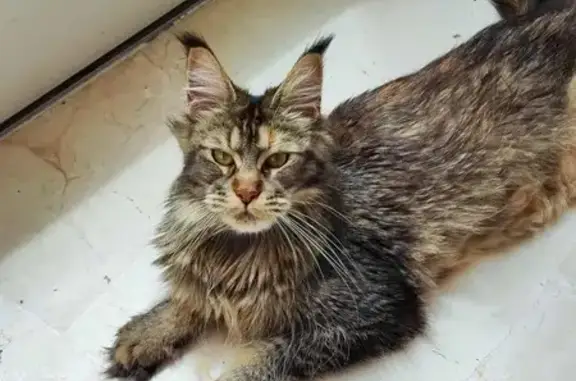 Chatte tigrée perdue à Beaupréau-en-Mauges - photo