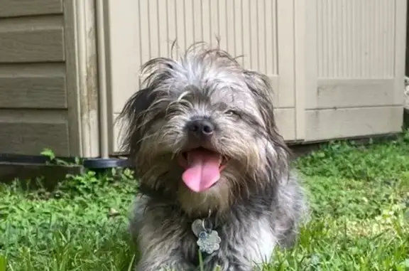 Lost 6-Month-Old Gray Male Dog in FL