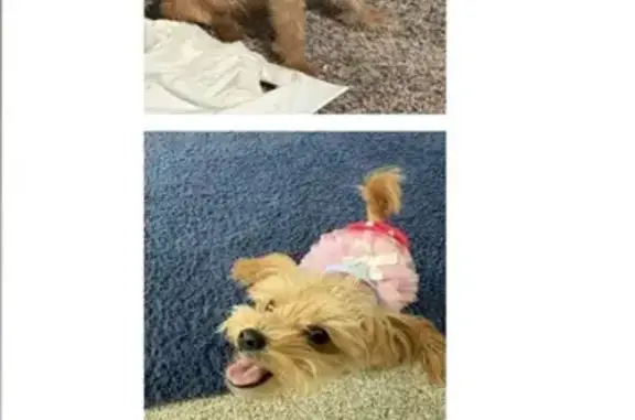 Lost: Tan Dog Sevyn, 4-5lbs, N. Kenwood Ave