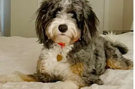 Lost Tricolor Bernedoodle - Gemmer Rd