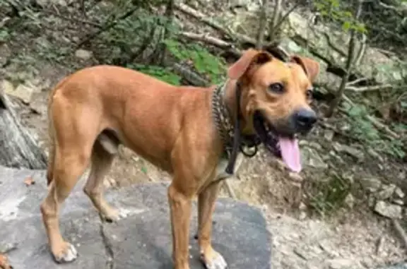 Lost: Brown Dog w/ Chain Collar, Miller Rd