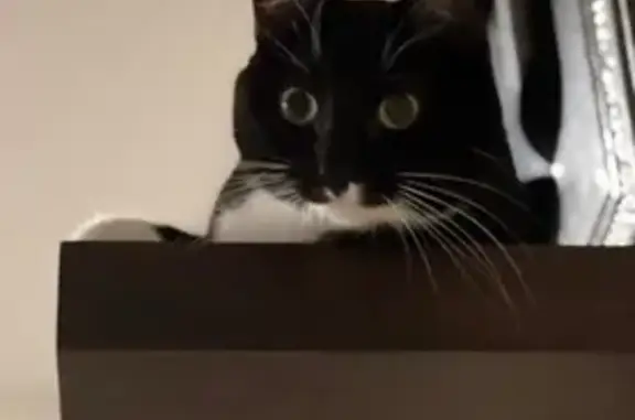 Lost Friendly Tuxedo Cat: 82nd Ave NE
